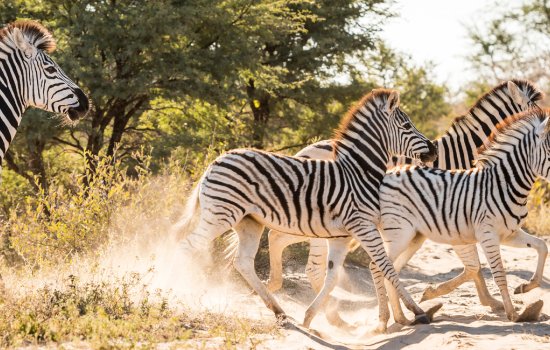 Botswana Safari