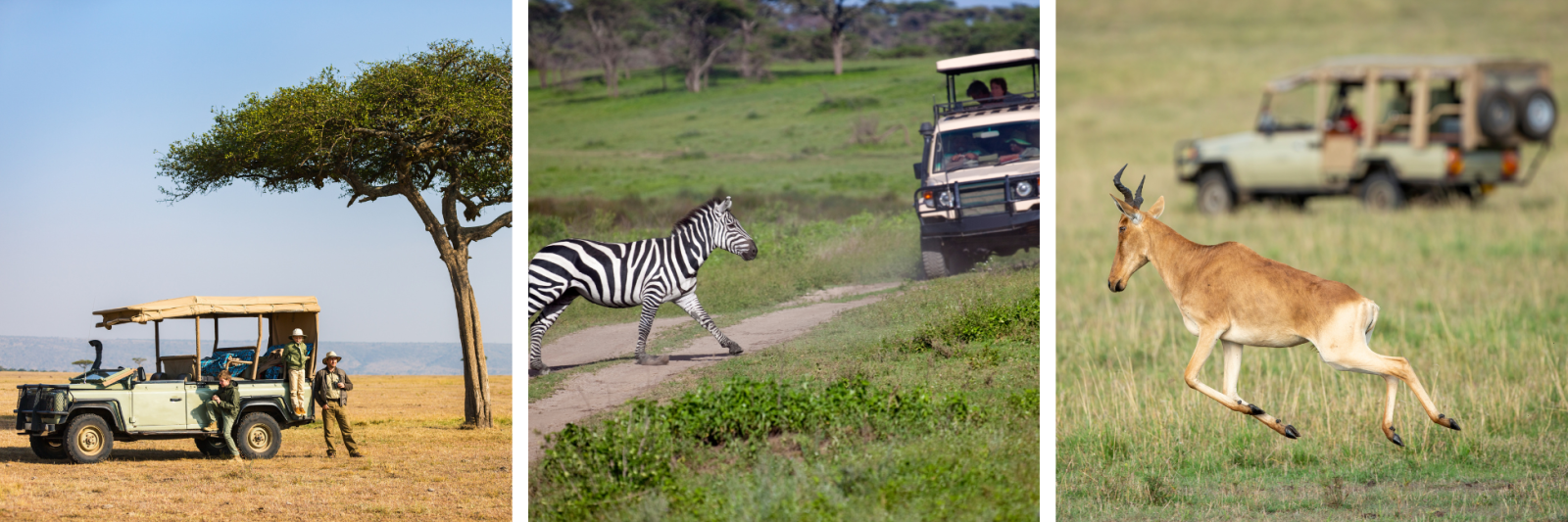 Amazing safaris in Africa tailored to you